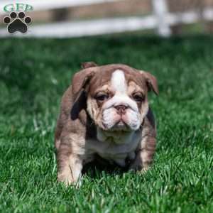 Marina Mocha, English Bulldog Puppy